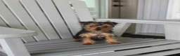 Yorkshire Terrier dogs for sale: Pluto - Ad 19