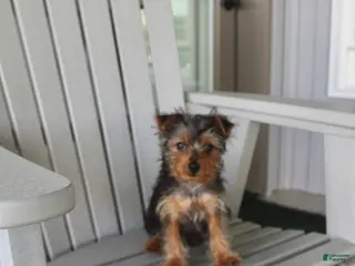 Yorkshire Terrier dogs for sale: Pluto - Ad 1
