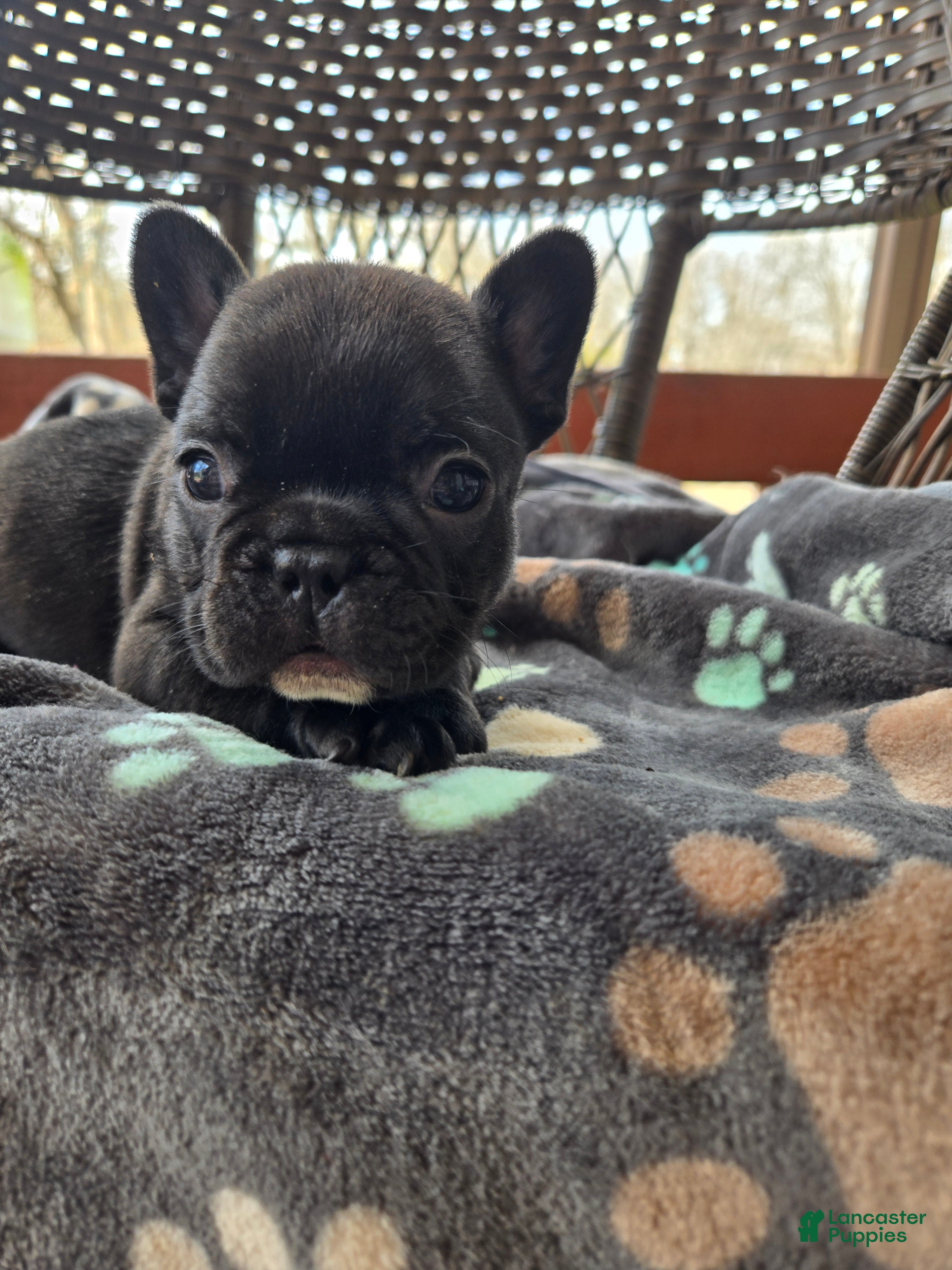 French Bulldog dogs French Bulldog Puppy chase  - Ad 27