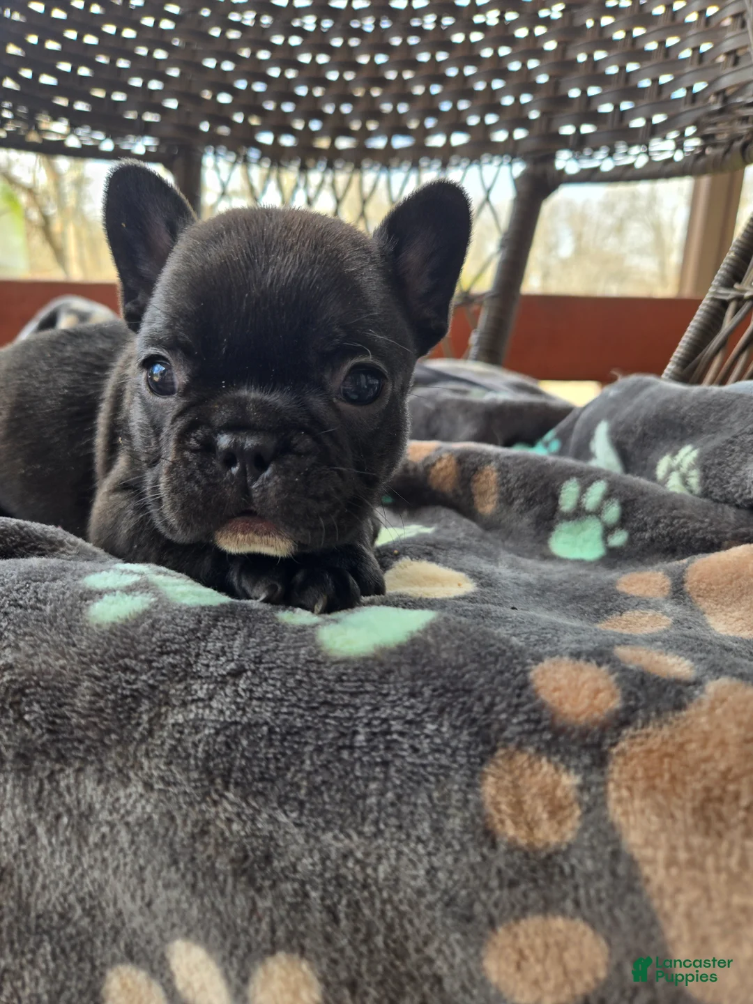 French Bulldog dogs for sale: French Bulldog Puppy chase  - Ad 1