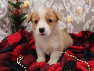 Welsh Corgi Pembroke dogs Noel - Ad 27