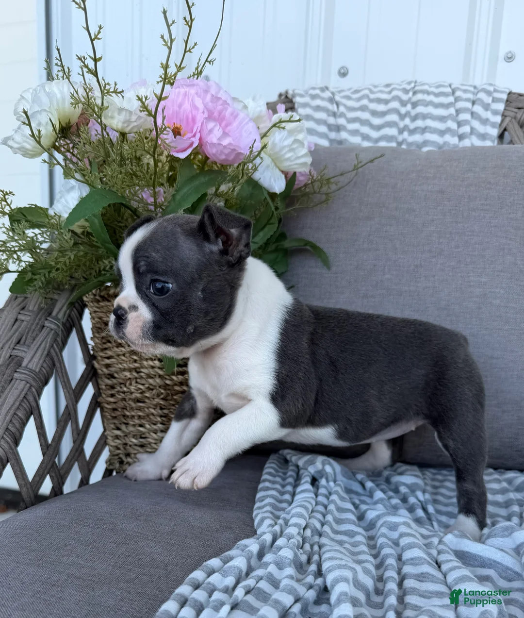 Boston Terrier dogs for sale: Luna - Ad 2