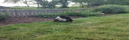 Bernese Mountain Dog dogs for sale: Lyle - Ad 4