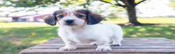 Miniature Dachshund dogs for sale: Miniature Dachshund 5 - Ad 9