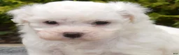 Bichon Frise dogs for sale: Rio (Tiny) - Ad 4