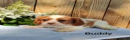 Cavalier King Charles Spaniel dogs for sale: Buddy - Ad 4