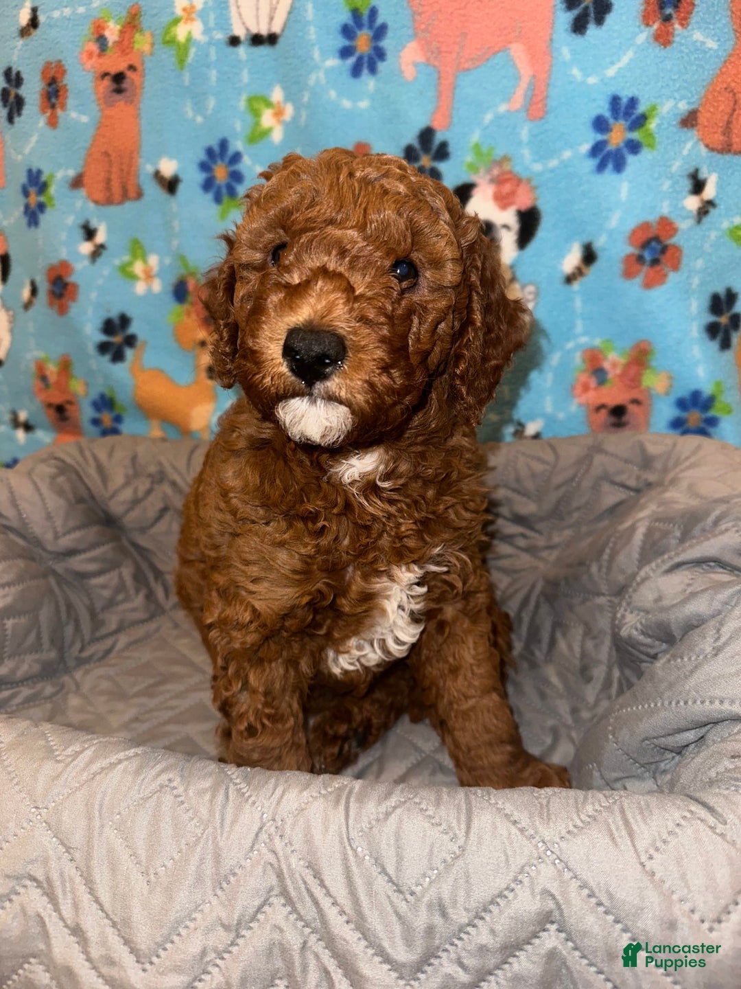 Goldendoodle dogs for sale: Lulu - Ad 1