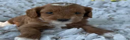 Cavapoo dogs for sale: Cooper - Ad 5