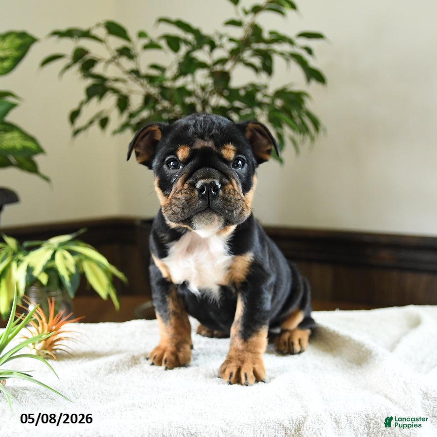 English Bulldog dogs for sale: Kennedy - Ad 1