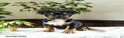 English Bulldog dogs for sale: Kennedy - Ad 1
