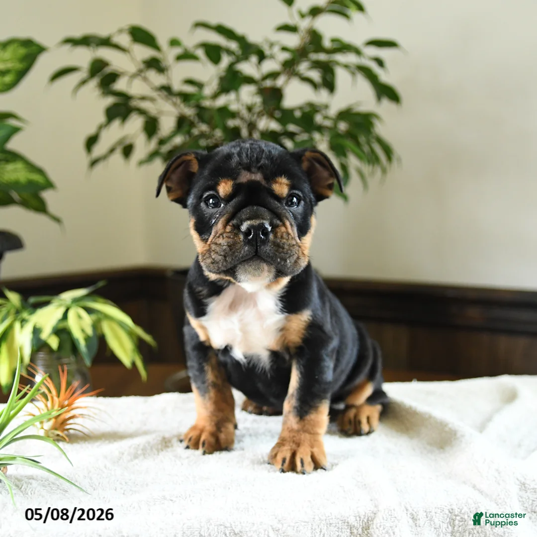 English Bulldog dogs for sale: Kennedy - Ad 1