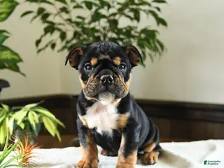 English Bulldog dogs for sale: Kennedy - Ad 1