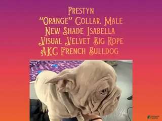 French Bulldog dogs Prestyn “ Orange” Collar, Male - Ad 2