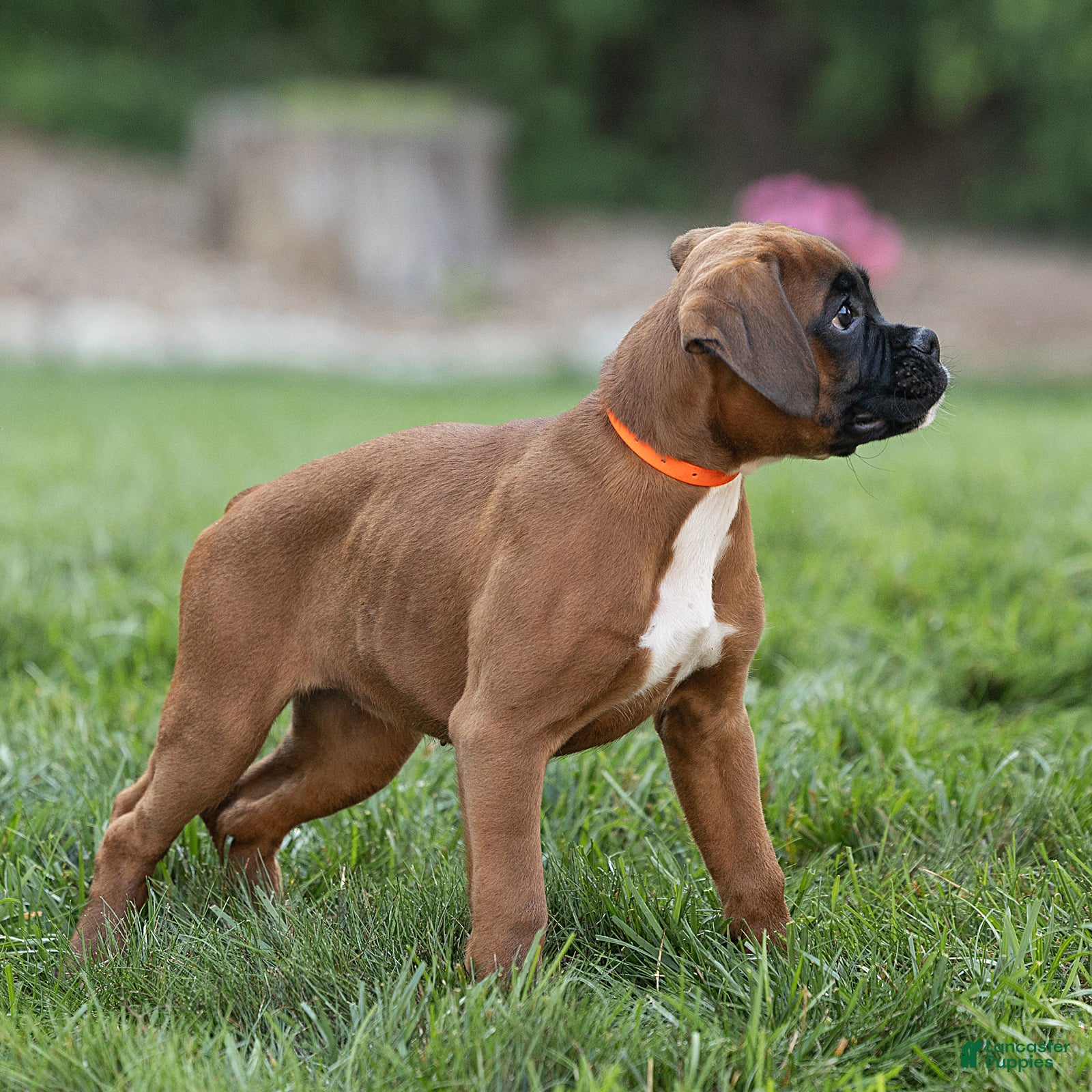 Boxer dogs Narissa Boxer  - Ad 2