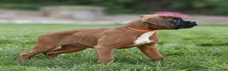 Boxer dogs for sale: Narissa Boxer  - Ad 2