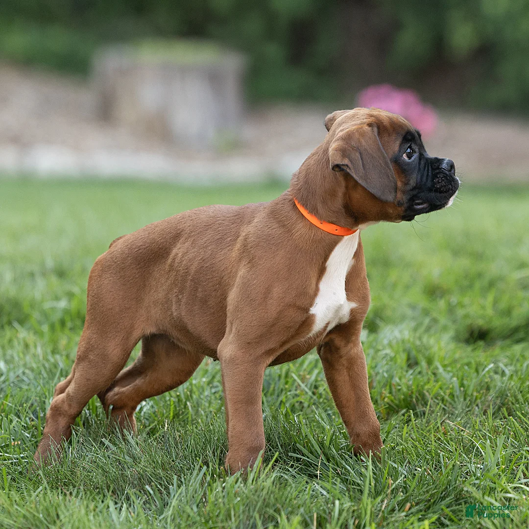 Boxer dogs for sale: Narissa Boxer  - Ad 2
