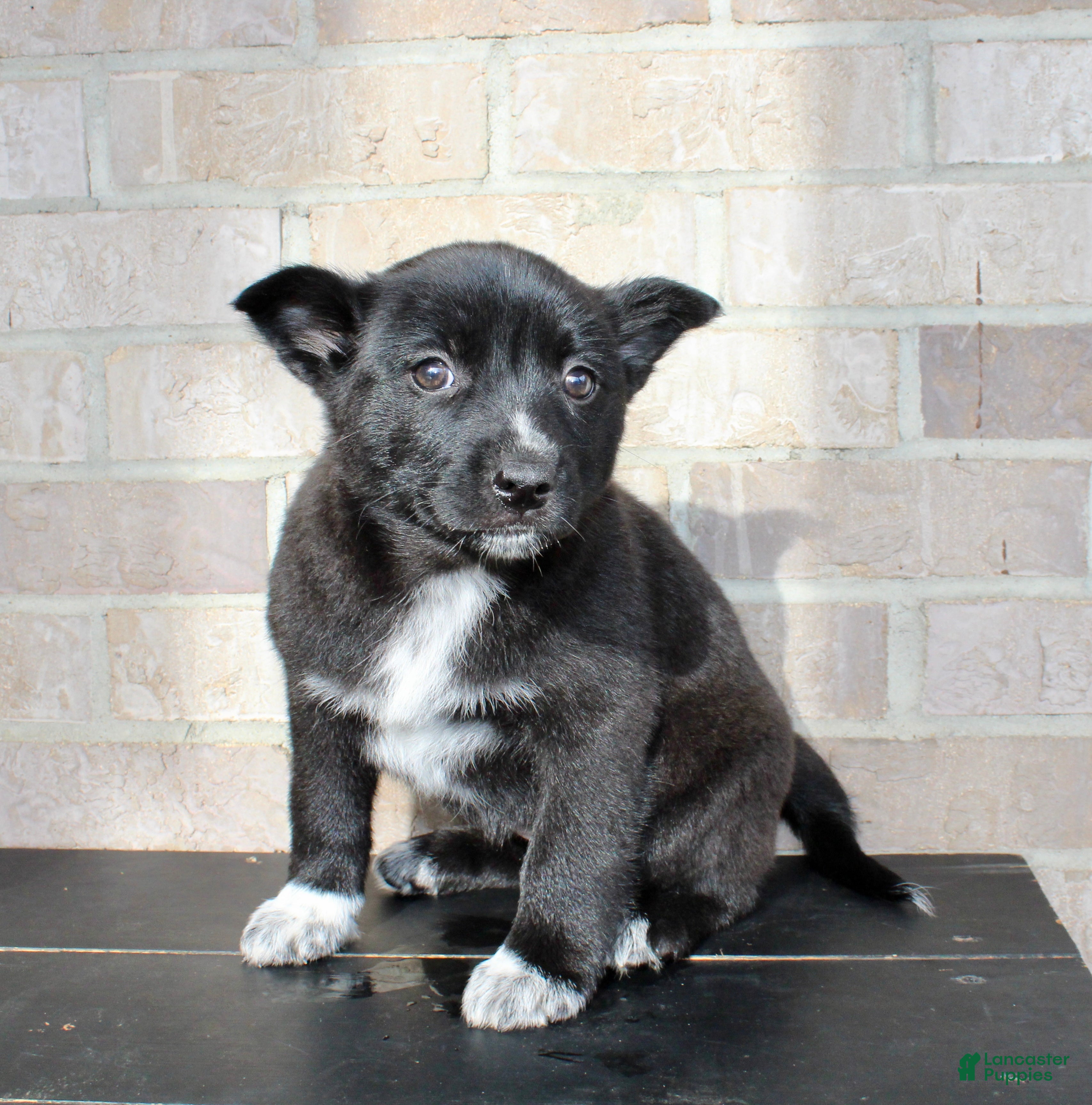 Mixed Breed dogs Skyla - Ad 2