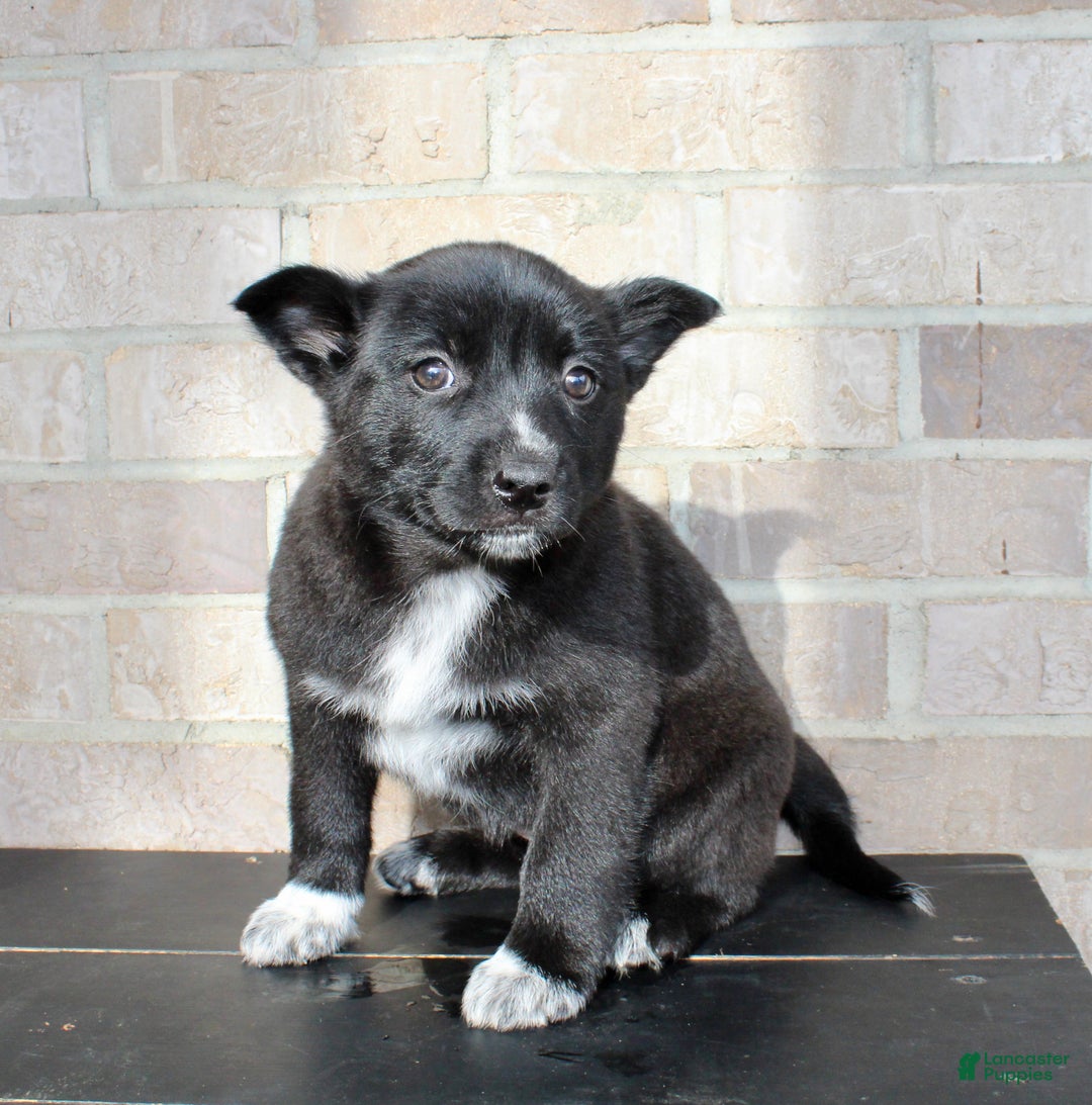 Mixed Breed dogs for sale: Skyla - Ad 2