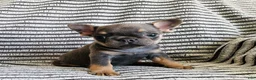 French Bulldog dogs for sale: Daisy - Ad 10