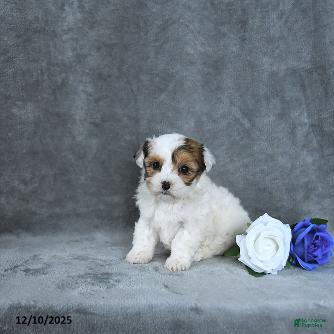 Mixed Breed dogs for sale: Noel EXTRA SMALL - Ad 5