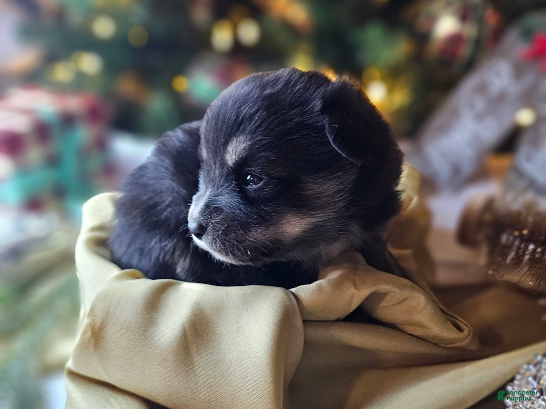 Mixed Breed dogs for sale: The Enchanted Pomalier 🐾 - Ad 4