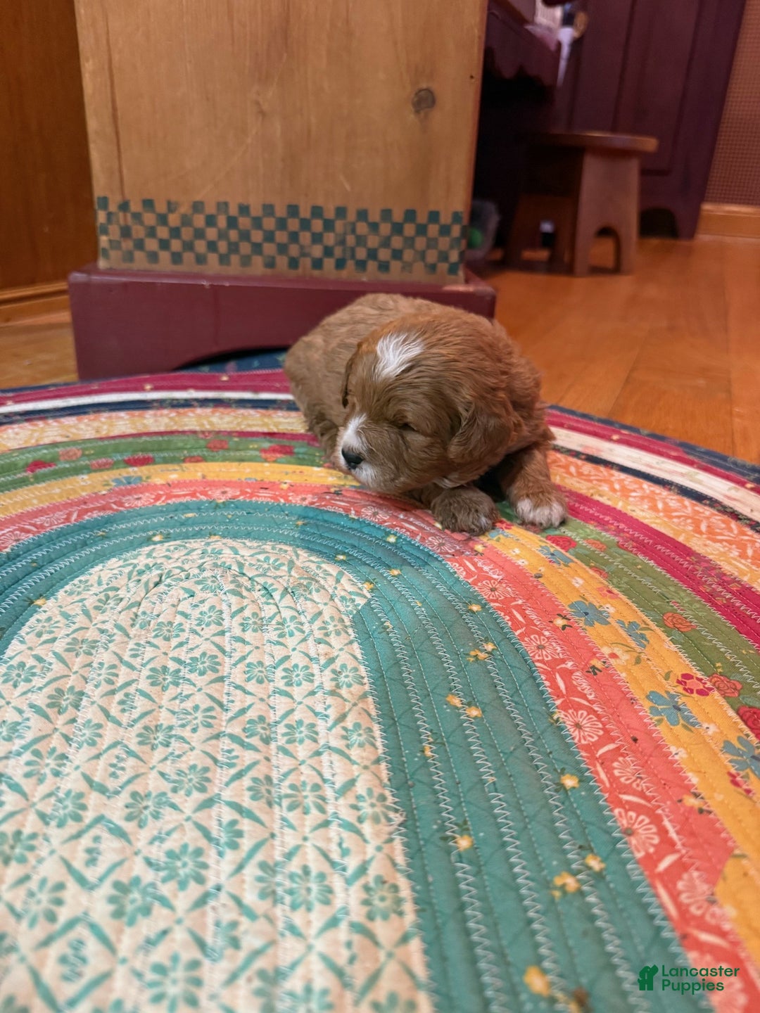 Mini Bernedoodle dogs for sale: Oliver - Ad 4