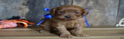 Cavapoo dogs for sale: Dalton - Ad 6