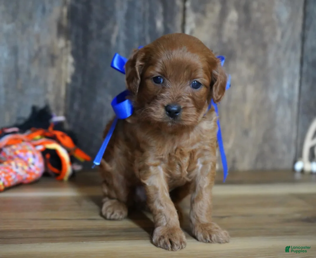 Cavapoo dogs for sale: Dalton - Ad 6