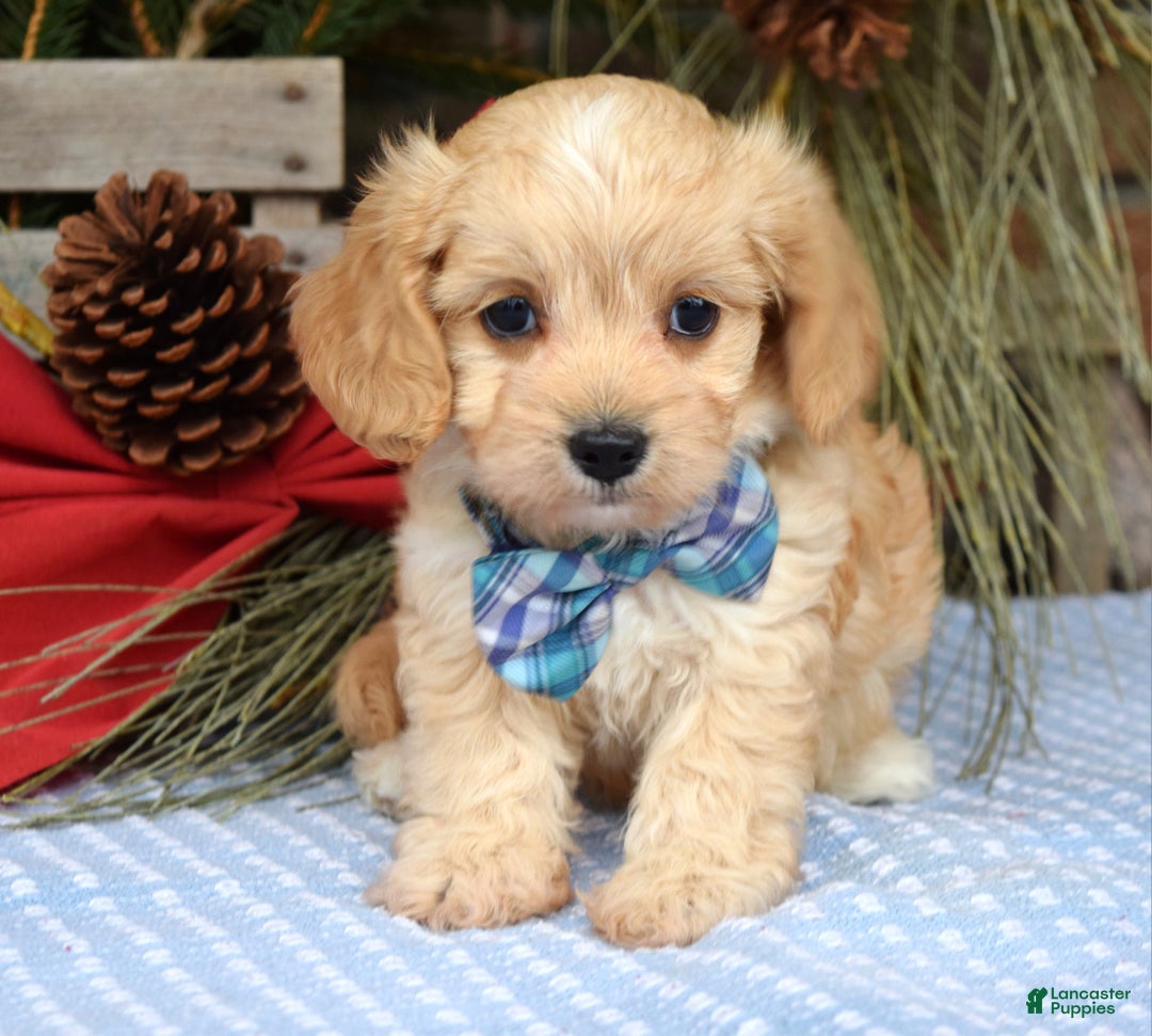 Maltipoo dogs for sale: Tucker - Ad 2