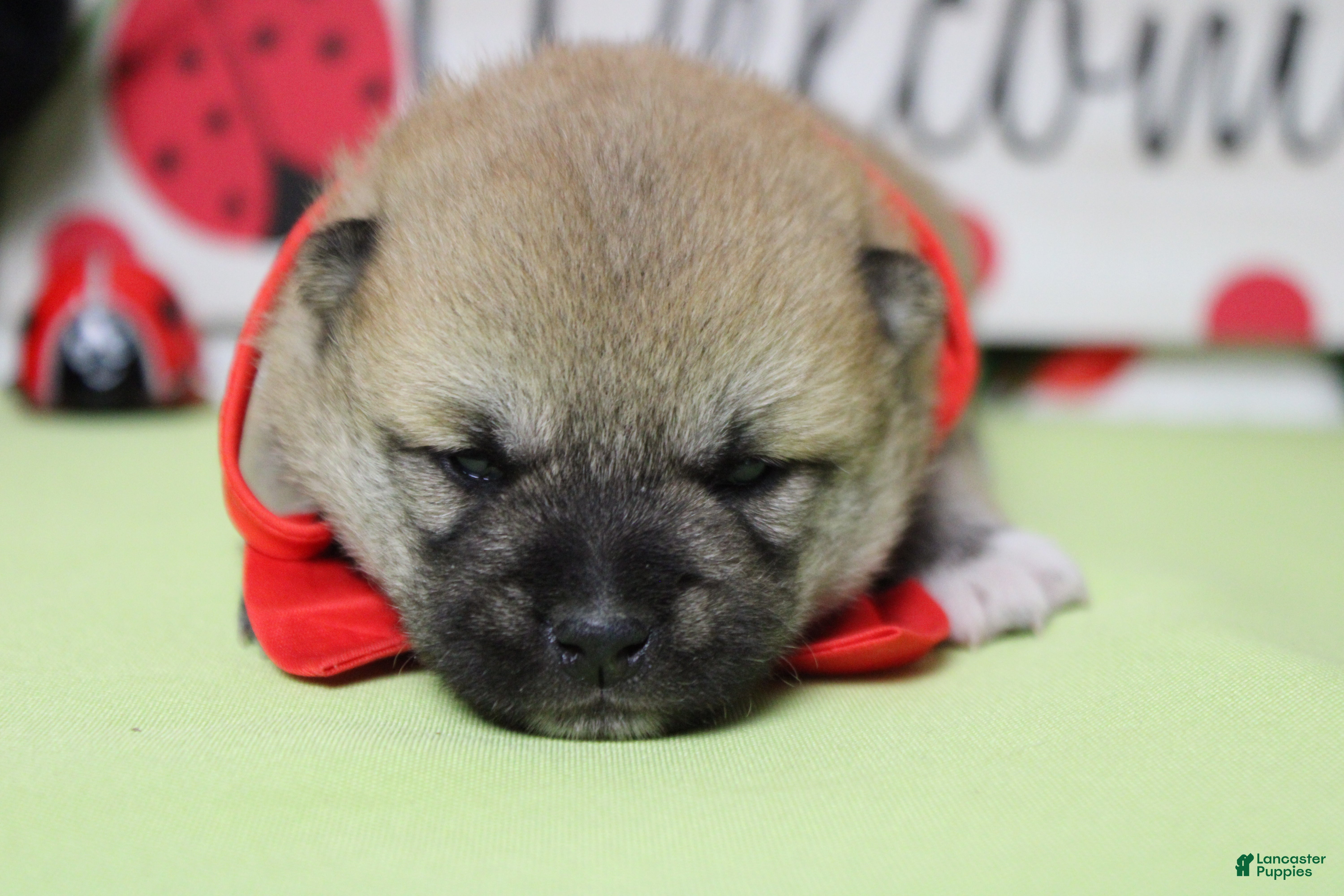 Shiba Inu dogs Ringo  - Ad 5