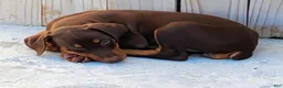 Doberman Pinscher dogs for sale: Doberman Pinscher 1 - Ad 8