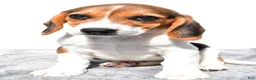 Beagle dogs for sale: Martha - Ad 4