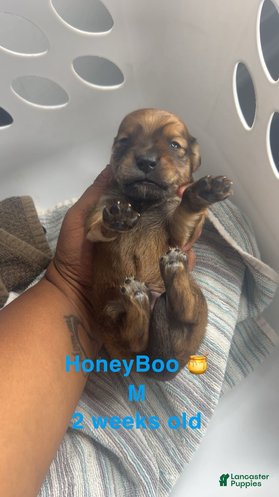 Mixed Breed dogs Honeyboo 🍯  - Ad 33