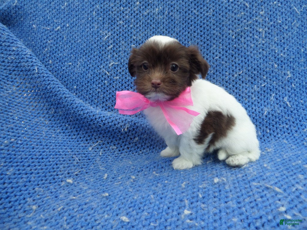 Shorkie dogs Gabby - Ad 3