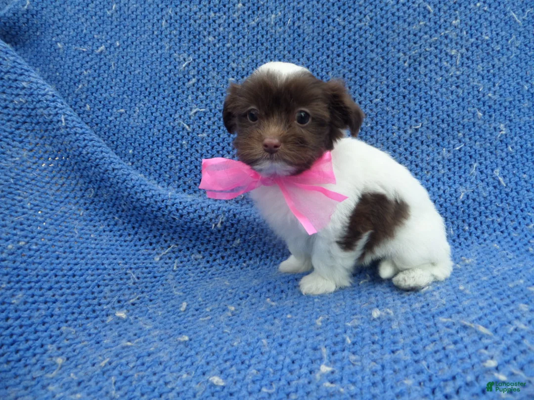 Shorkie dogs for sale: Gabby - Ad 1