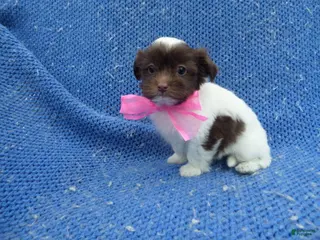 Shorkie dogs Gabby - Ad 8