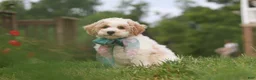 Bichpoo dogs for sale: Leo - Ad 5