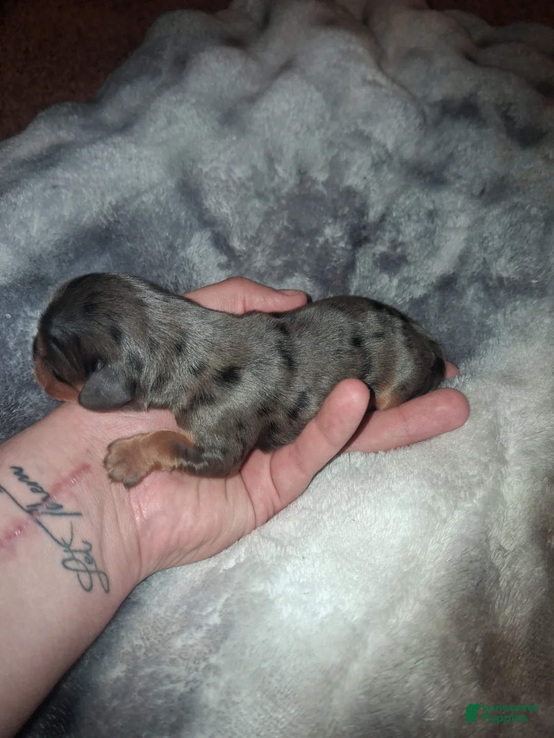 Cavalier King Charles Spaniel dogs for sale: Damon - Ad 2