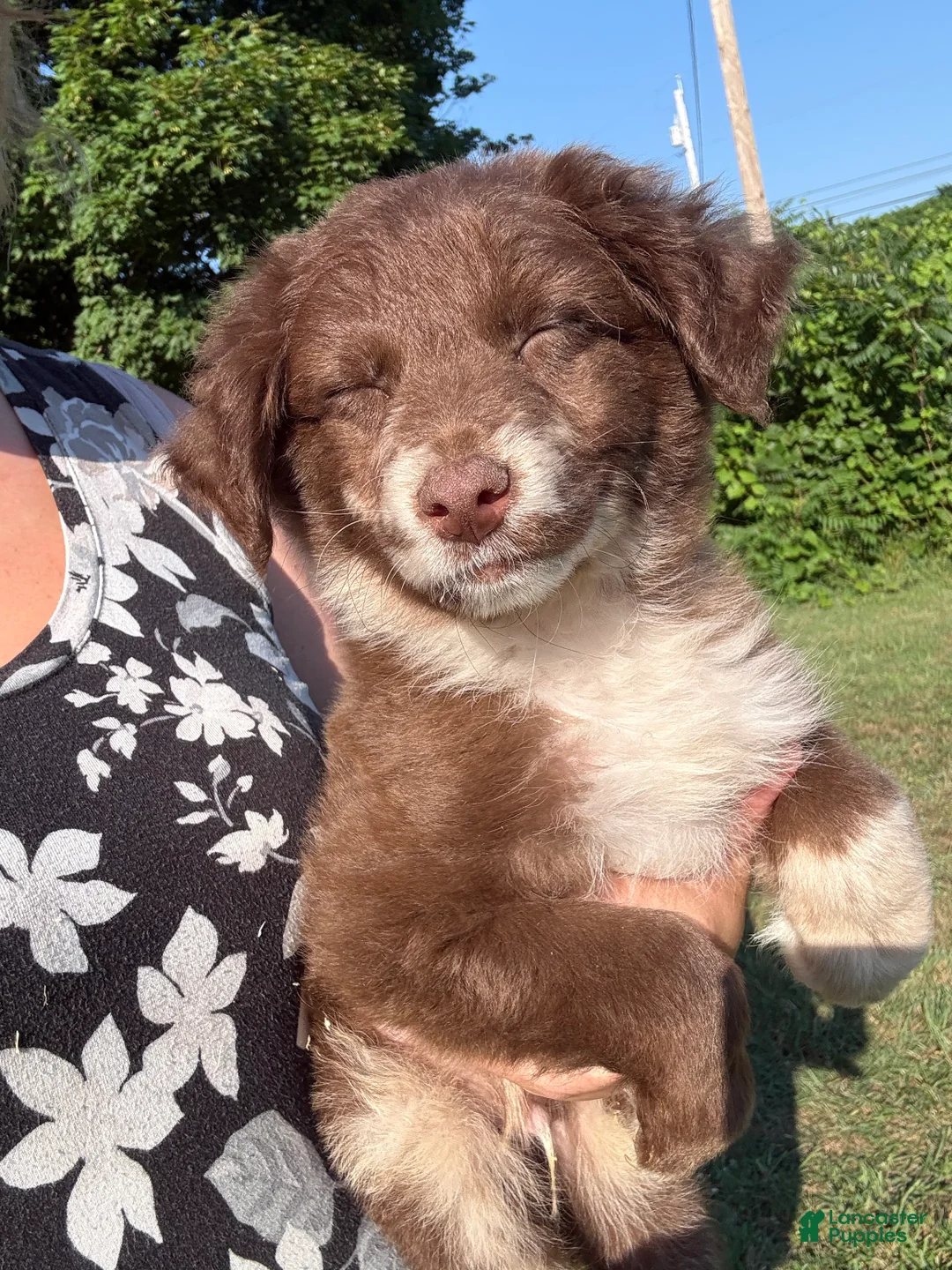 Australian Shepherd dogs for sale: Chubby  - Ad 2