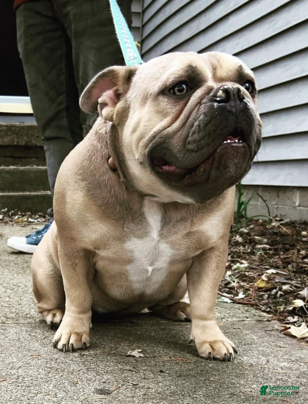 Gallery Image {{count}}