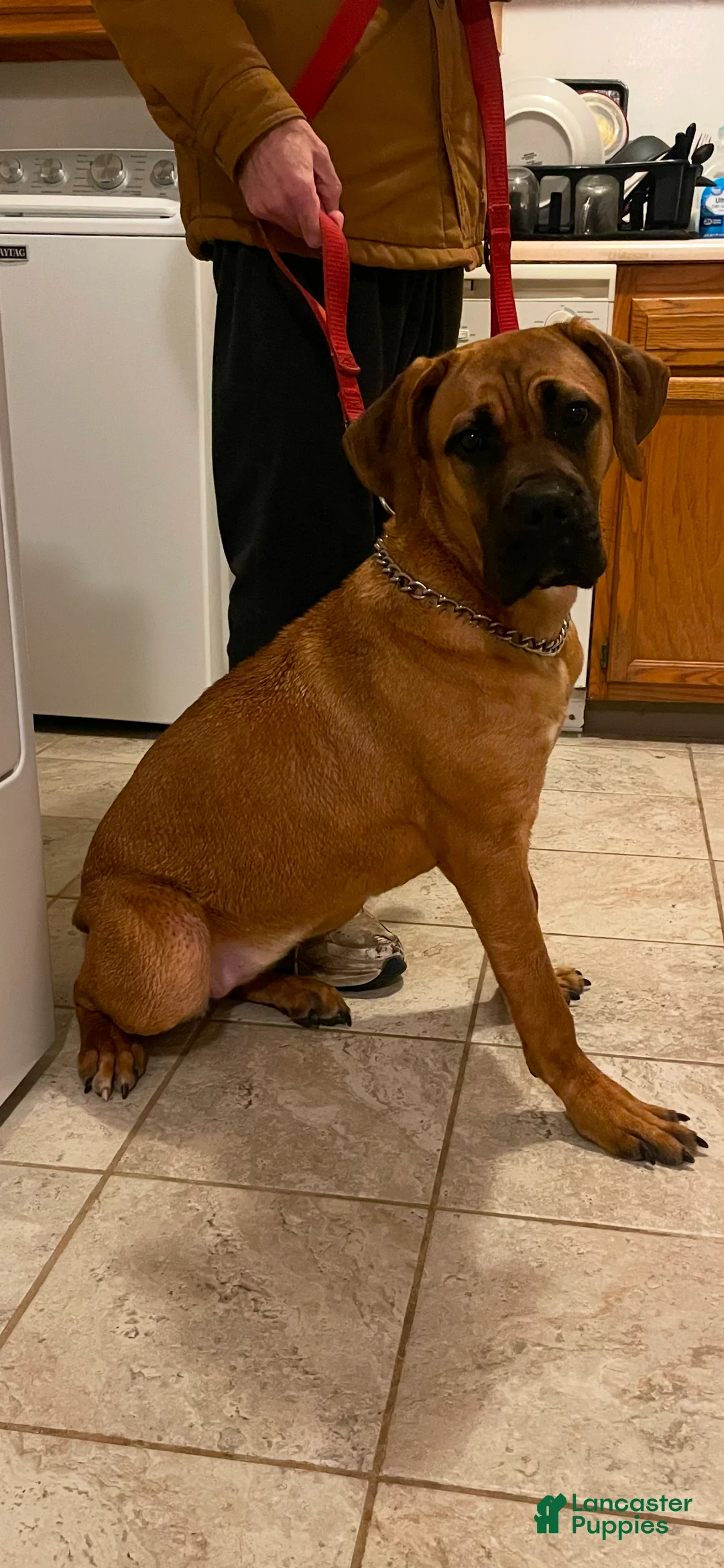 Cane Corso dogs for sale: Cane Corso Puppy 1 - Ad 4