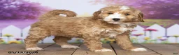 Mini Goldendoodle dogs for sale: Elizabeth - Ad 3
