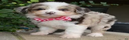 Mini Aussiedoodle dogs for sale: Mini Ava - Ad 3
