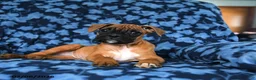 Boxer dogs for sale: Rosy - Ad 1