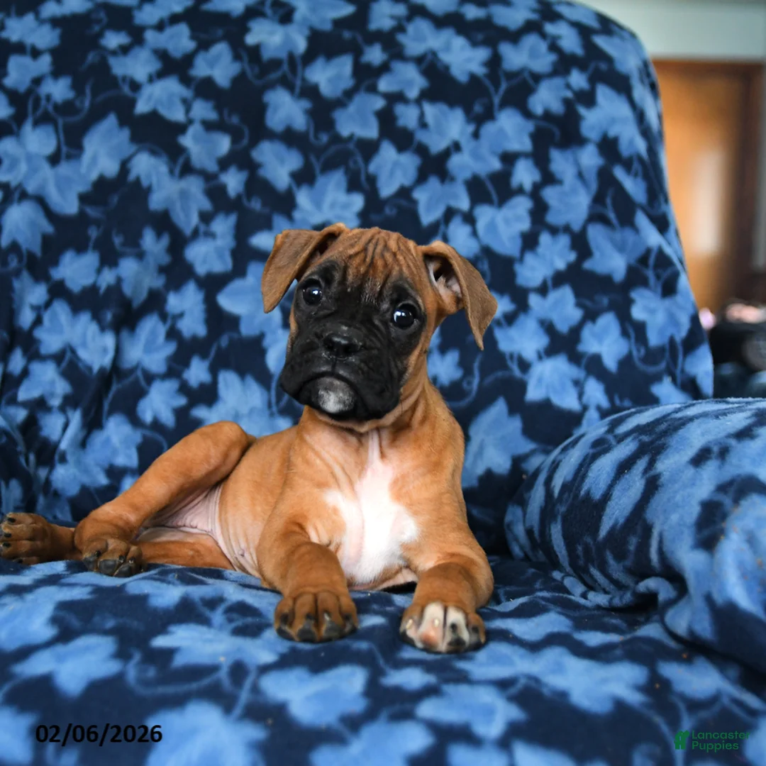 Boxer dogs for sale: Rosy - Ad 1