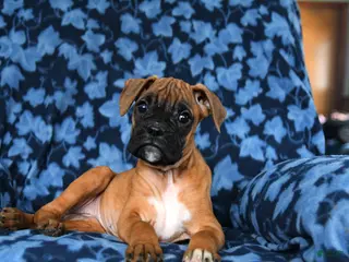 Boxer dogs Rosy - Ad 37