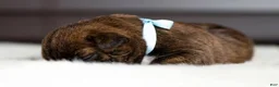 Cane Corso dogs for sale: Black Velvet Abyss Arctic Tempest  - Ad 3