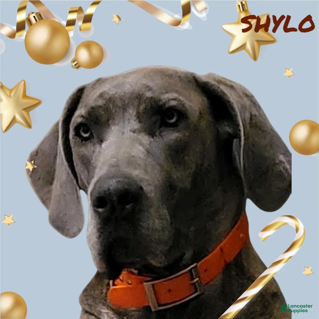 Great Dane dogs for sale: Fannie - Blue - Ad 2