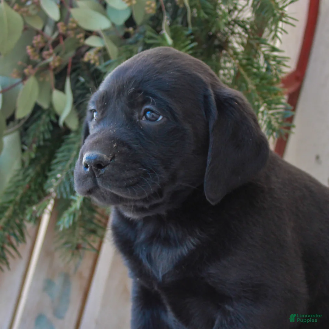 Labrador Retriever dogs for sale: Baxter  - Ad 2