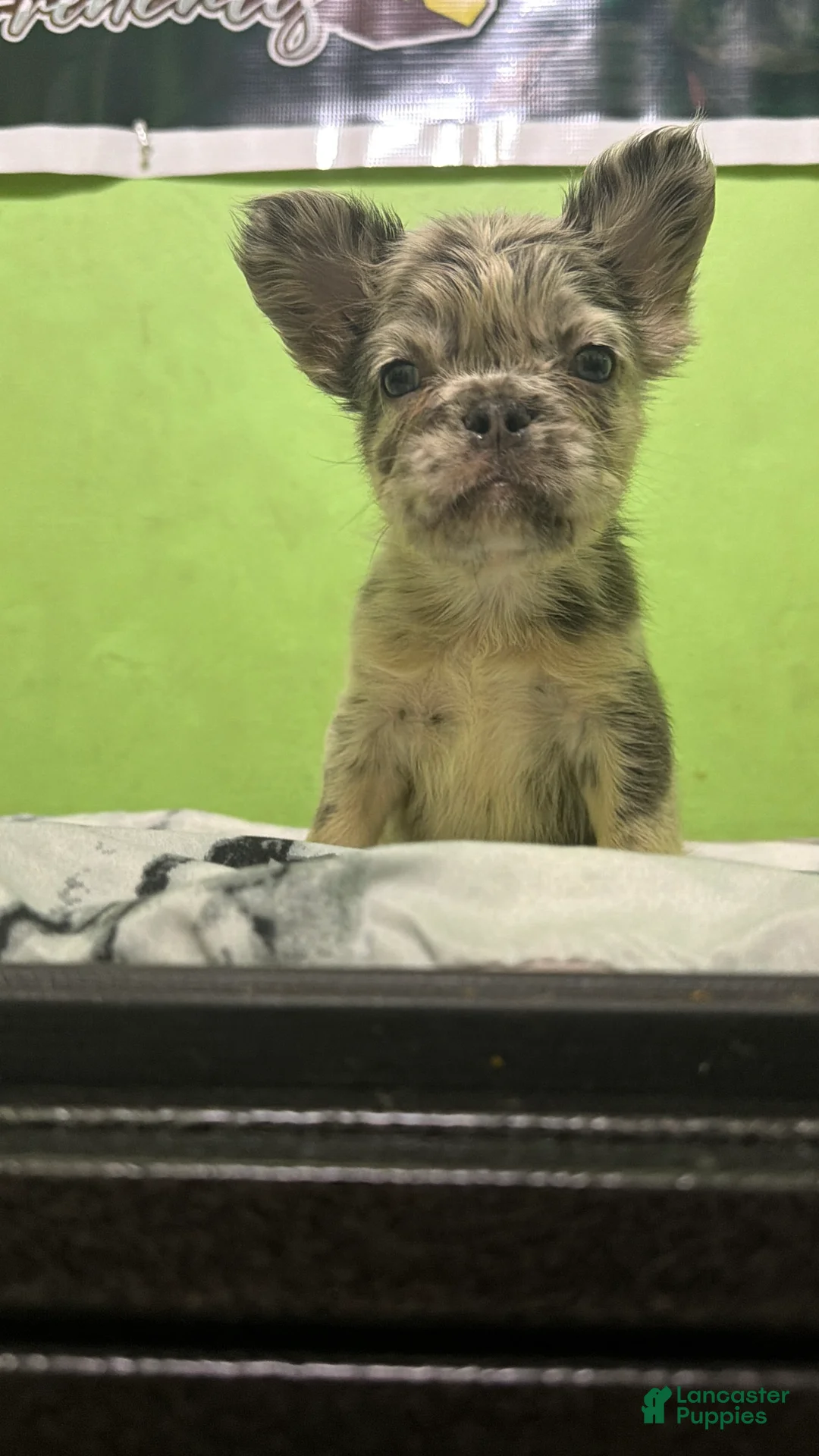 French Bulldog dogs for sale: French Bulldog 3 Casper  - Ad 2
